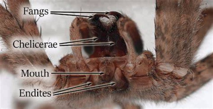 Can spiders leave their fangs in you?