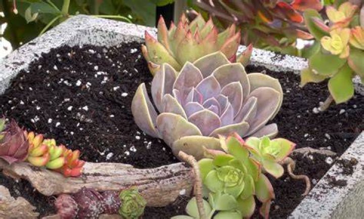 Can succulents be outside?