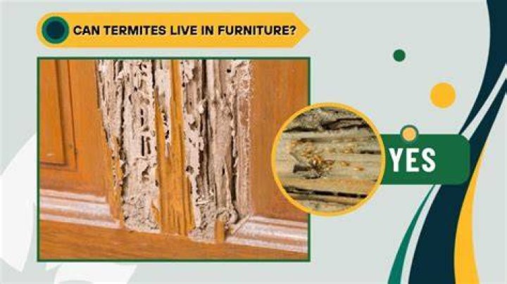 Can termites live in mattress?