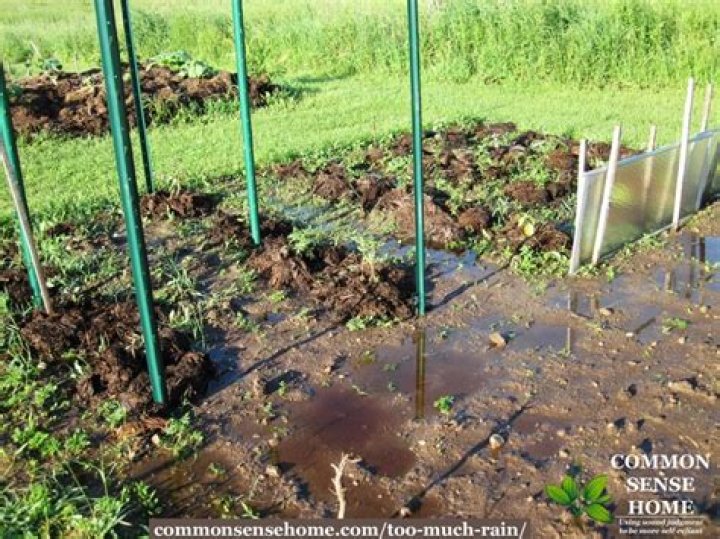 Can tomato plants get too much rain?