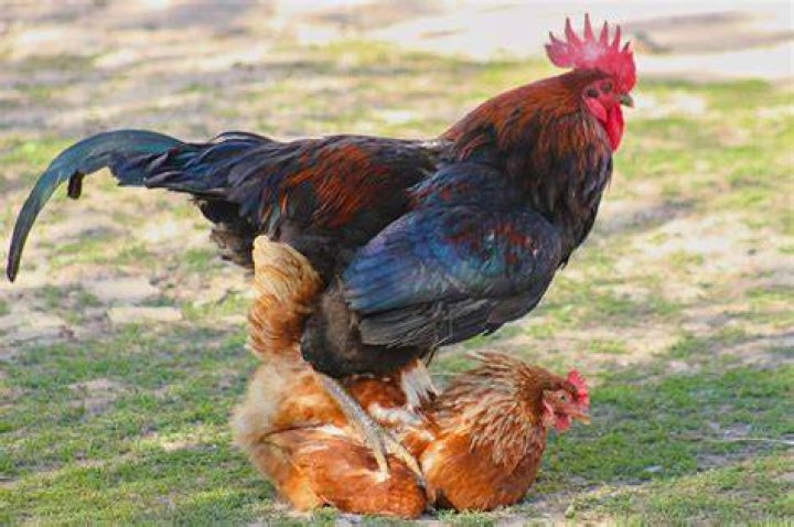 Can two female chickens mate?
