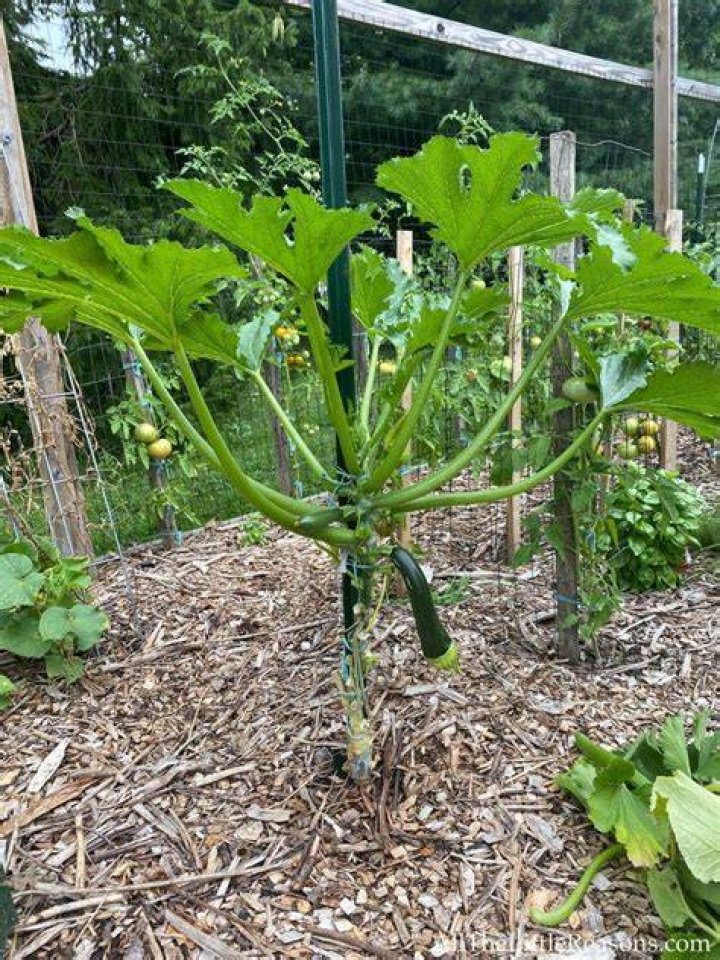 Can two zucchini plants grow together?