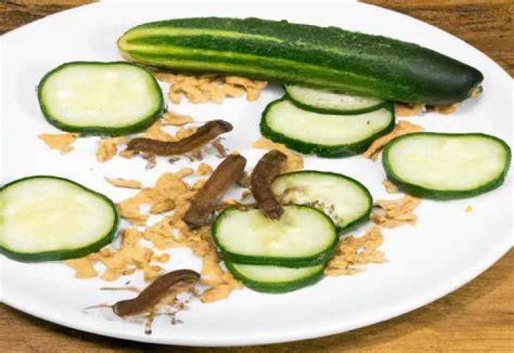 Can worms eat cucumber?
