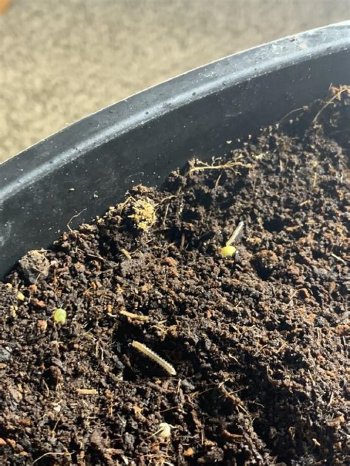 Can worms live in Miracle Gro potting soil?