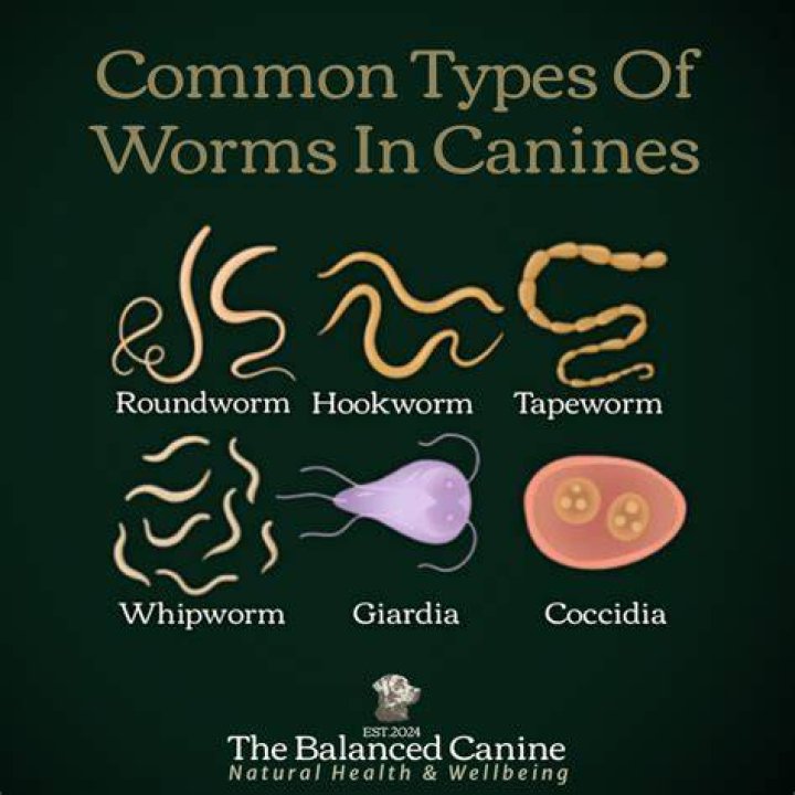 Can worms make a dog cough?