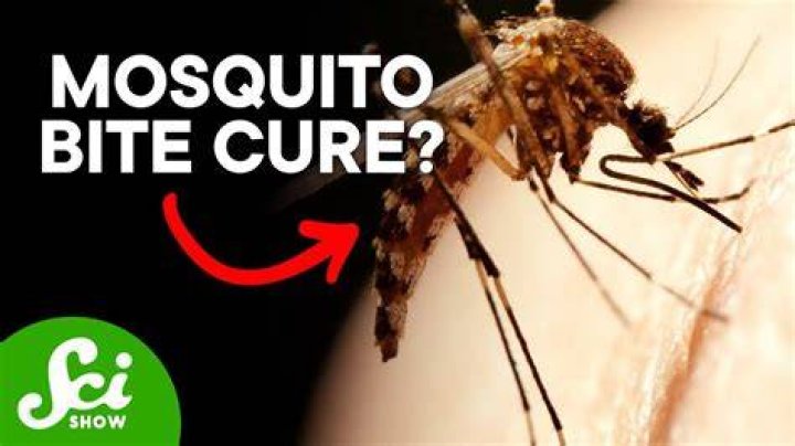 Can you become immune to mosquito bites?