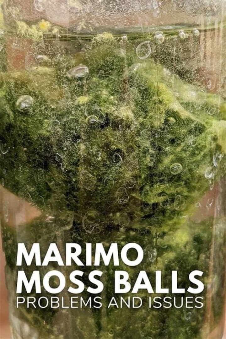 Can you boil moss balls?