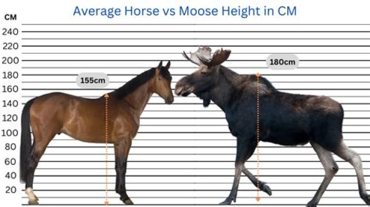 Can you breed a horse and a moose?