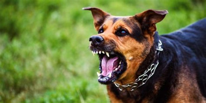 Can you choke an attacking dog?