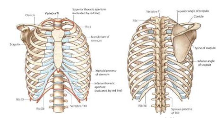 Can you dislocate a rib?