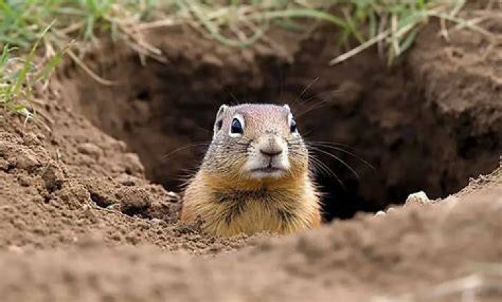 Can you drown gophers with hose?