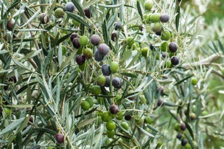Can you eat olives off the tree?