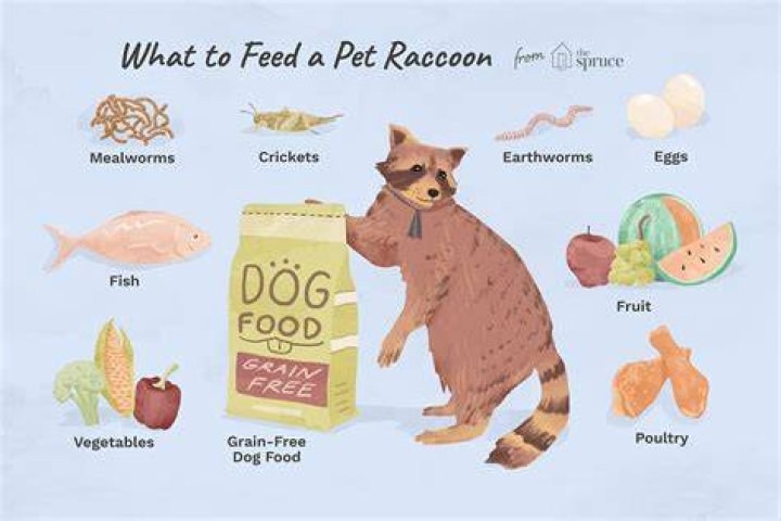Can you eat racoon?