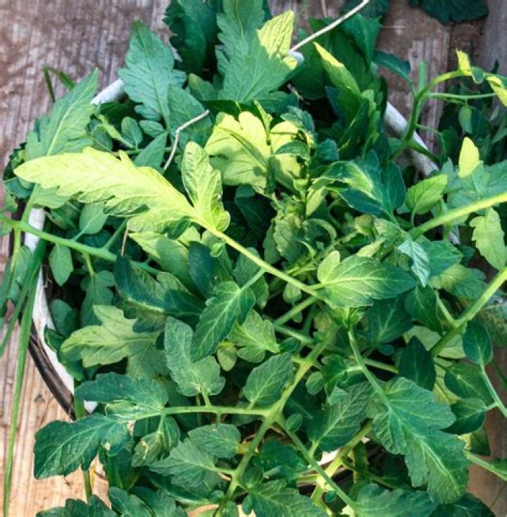 Can you eat tomato plant leaves?