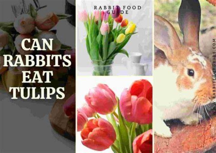 Can you eat tulips?