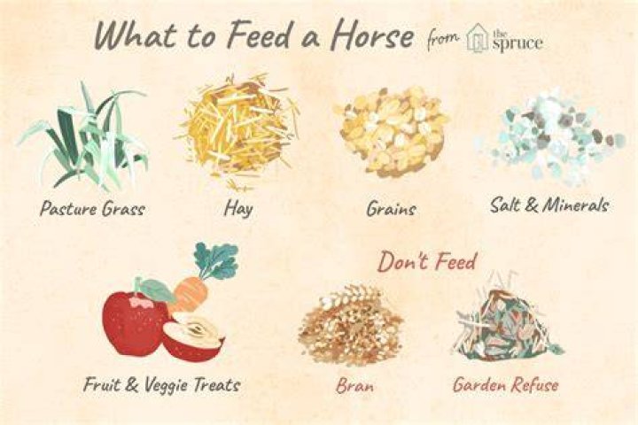Can you feed horses peanut oil?
