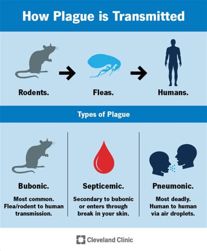 Can you get bubonic plague twice?