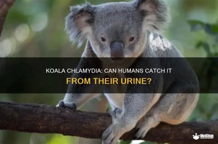 Can you get chlamydia from a koala peeing on you?