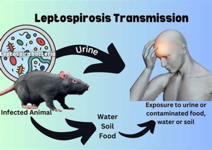 Can you get leptospirosis from rat poop?