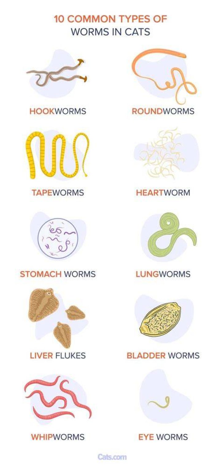 Can you get worms from cats?