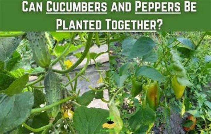 Can you grow cucumbers and peppers together?