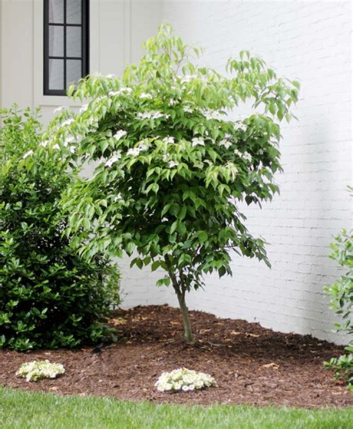 Can you grow rosewood?