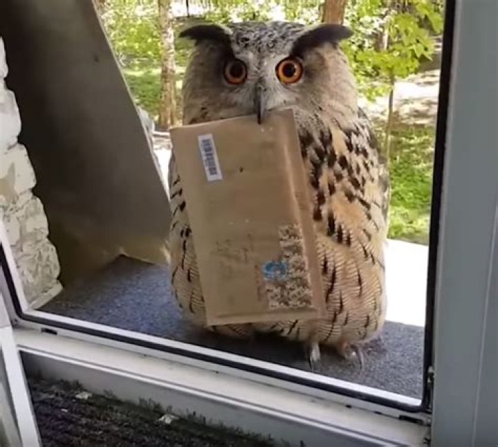 Can you hire an owl to deliver a letter?