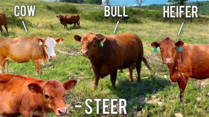 Can you keep bulls with heifers?
