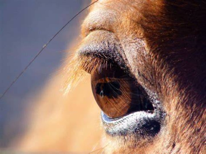 Can you look a horse in the eye?
