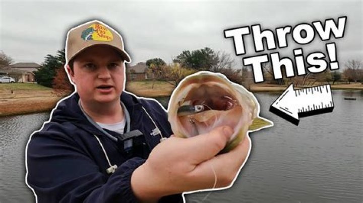 Can you make a living off bass fishing?