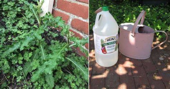 Can you mix bleach and vinegar to kill weeds?