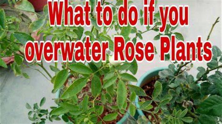 Can you overwater plants in pots?