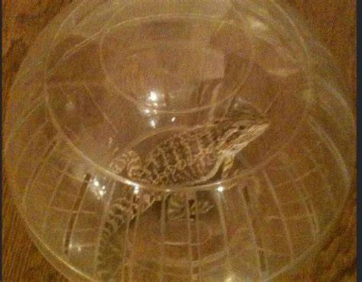 Can you put a bearded dragon in a hamster ball?