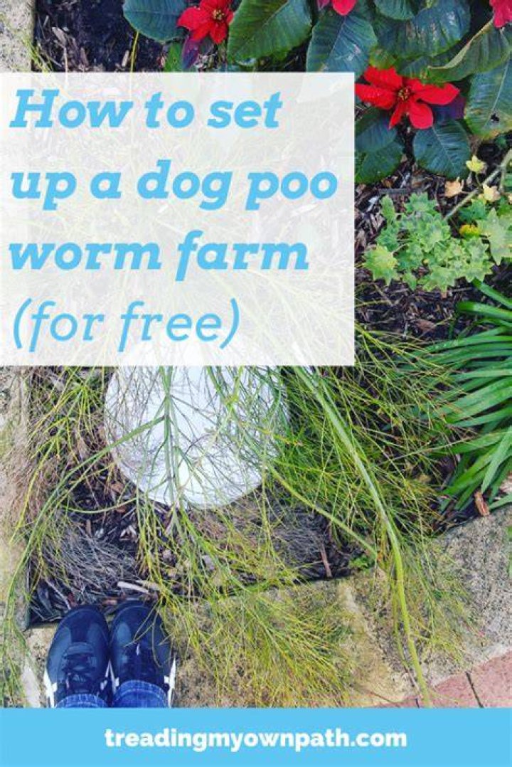 Can you put dog poo in a worm farm?