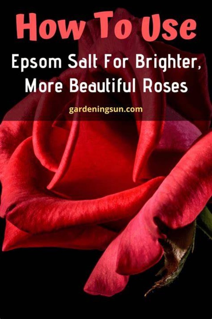 Can you put Epsom salt on roses?