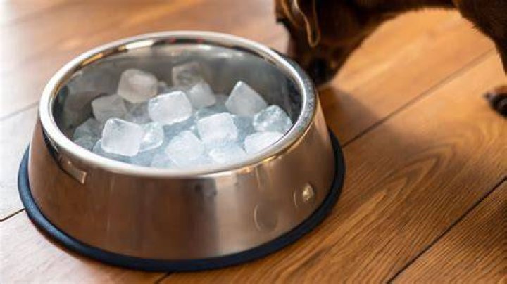 Can you put ice packs on dogs?