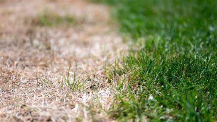 Can you put too much fertilizer on your lawn?