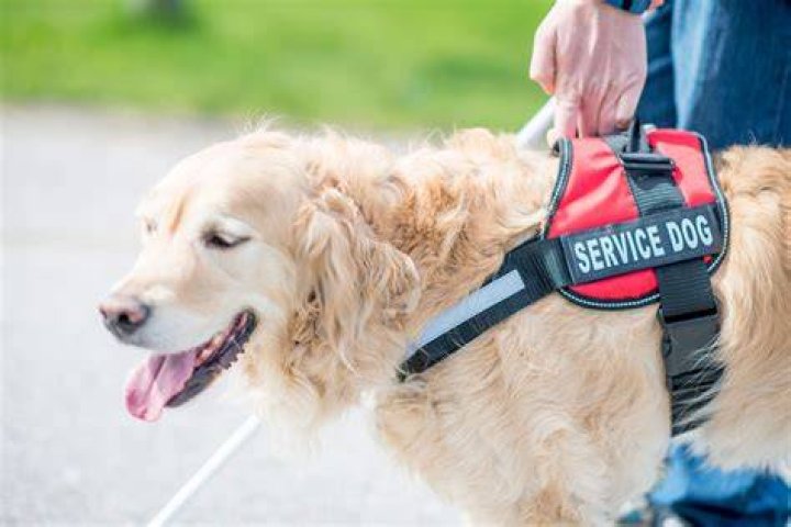 Can you refuse service to someone with a service dog?