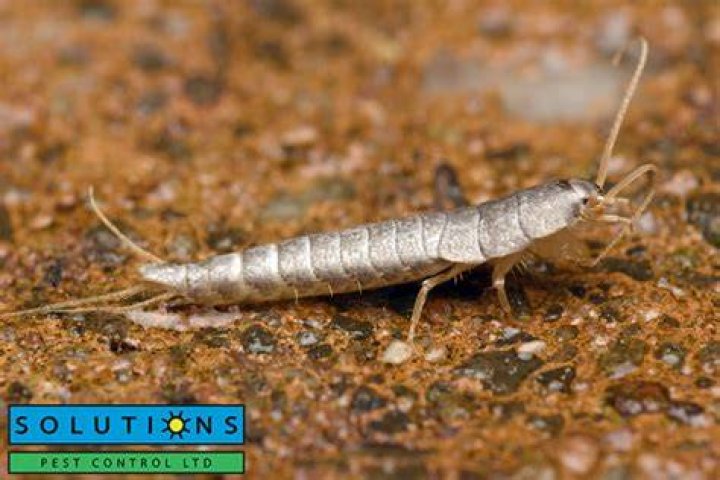 Can you spray for silverfish?