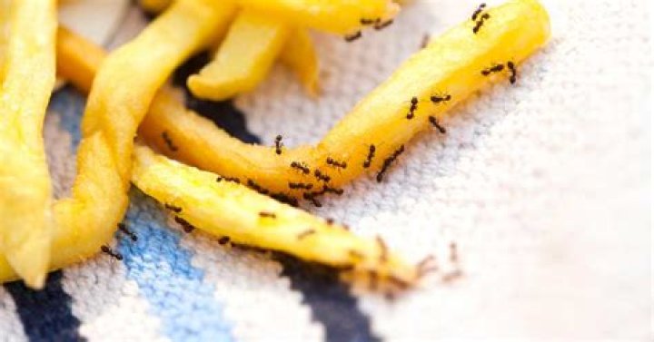 Can you still eat bread with ants?