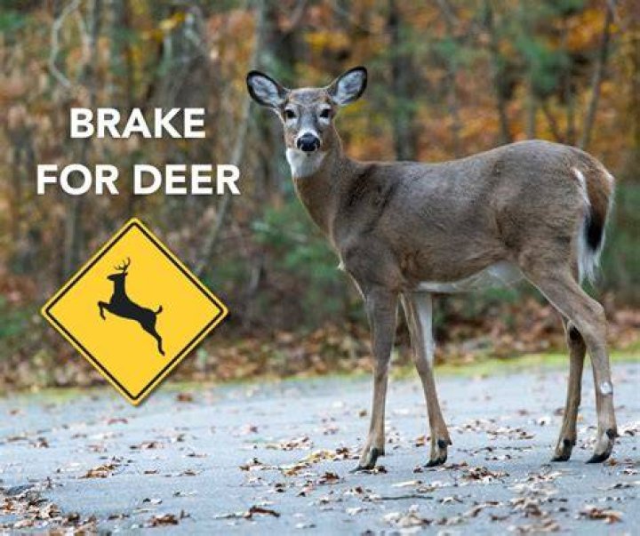 Can you swerve to avoid hitting a deer?