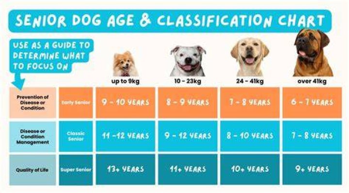 Can you train a 15 year old dog?