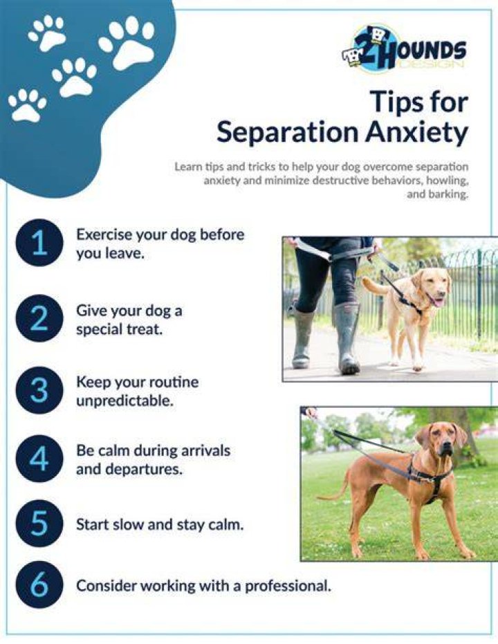 Can you train a dog out of separation anxiety?