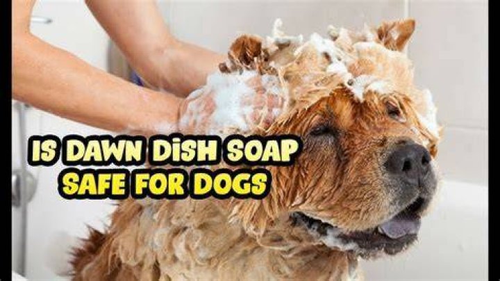 Can you use Dawn dish soap on a dog?