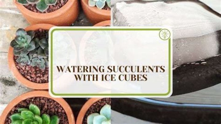 Can you use ice cubes to water succulents?