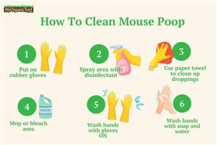 Can you wash clothes that had mouse poop?