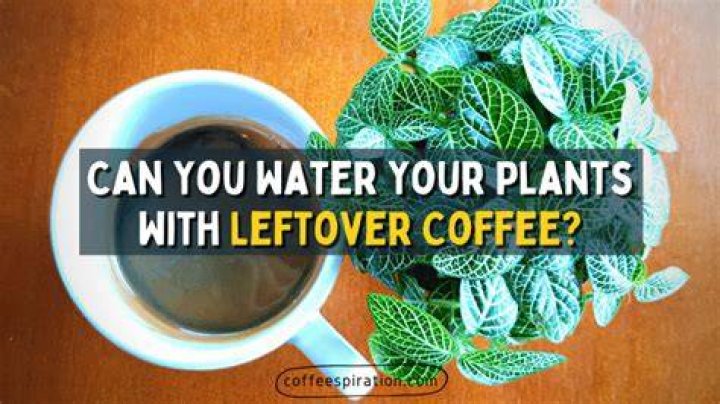 Can you water plants with coffee?