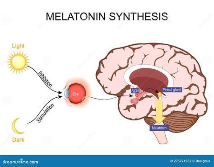 Can your brain stop producing melatonin if you take it?