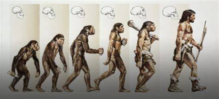 Did humans come from mice?