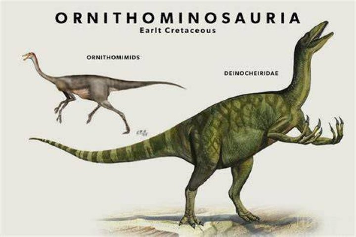 Did Ornithomimosaurs have teeth?